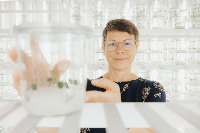 Knollen für den Klimawandel