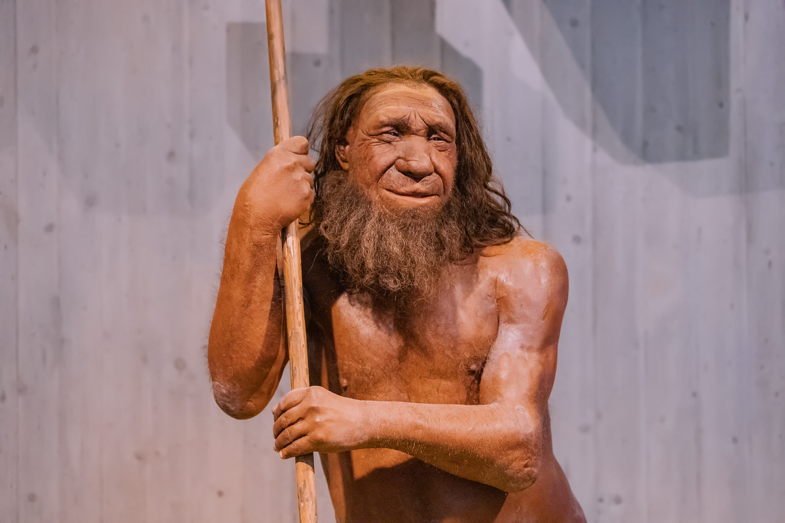 FAU erforscht Sesselfelsgrotte seit über 60 Jahren. Detaillierte Wachsfigur eines prähistorischen Neandertaler-Höhlenmenschen mit Speer im Museum.