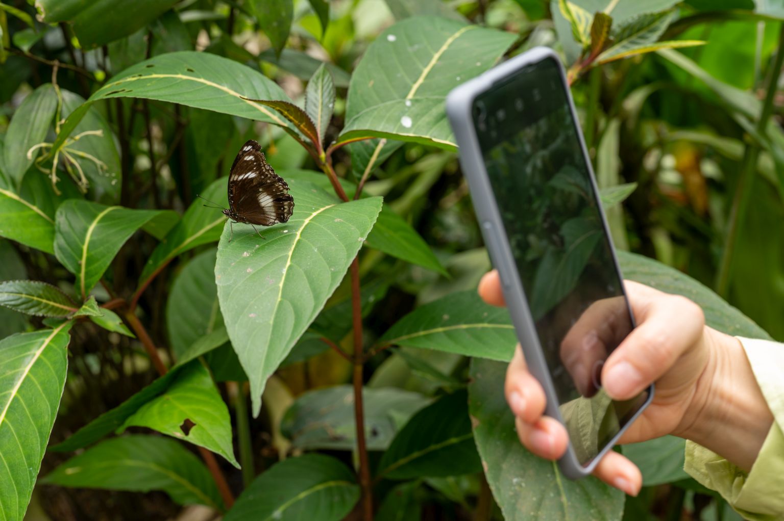 Person fotografiert mit Smartphone einen Schmetterlin auf einer Pflanze
