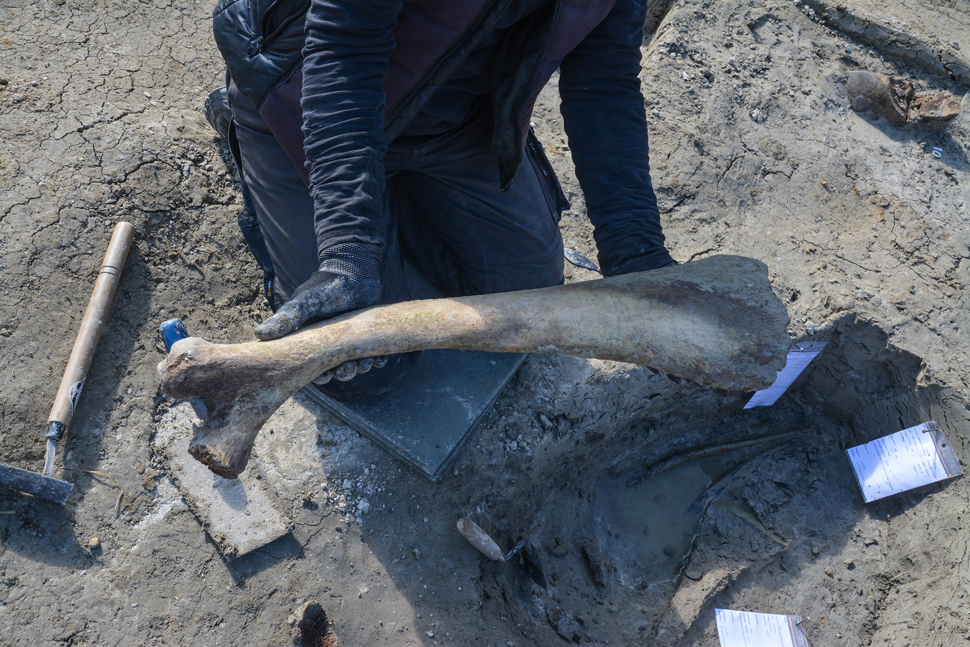 Recovery of the mammoth’s first left rib from the ribcage.