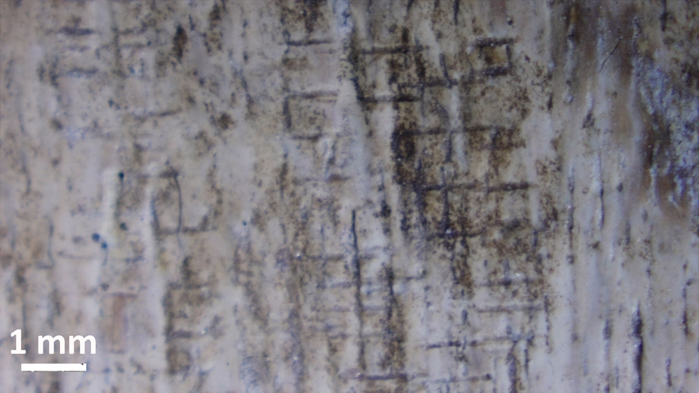 Parallel cut marks on a rib of the mammoth provide clear evidence of human activity.