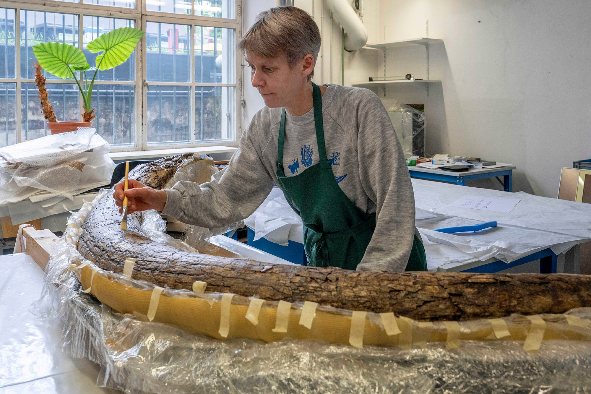 The mammoth tusk in a plaster jacket in the paleontological preparation workshop of the Bavarian State Collections of Natural History.