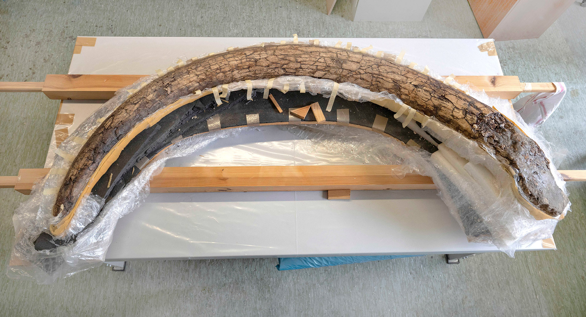 The mammoth tusk in a plaster jacket in the paleontological preparation workshop of the Bavarian State Collections of Natural History.
