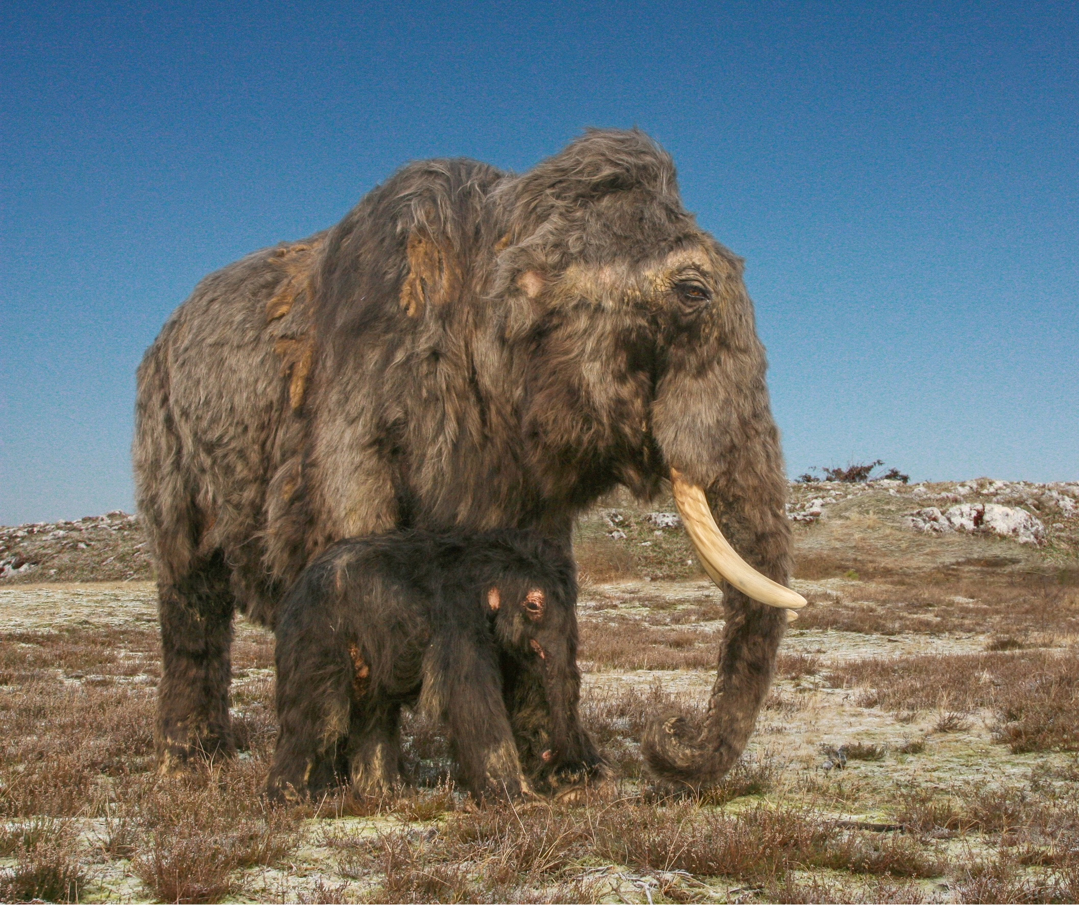 A female mammoth with her calf in a glacial landscape during the peak of the last Ice Age.